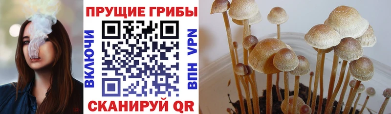 omg   где можно купить наркотик  Отрадная  Псилоцибиновые грибы Psilocybine cubensis 